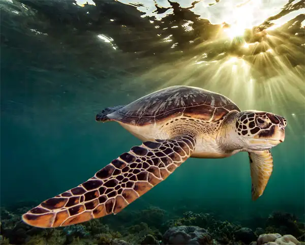 turtle